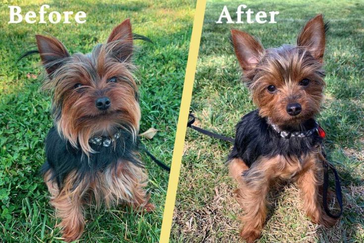 Yorkie Before and After
