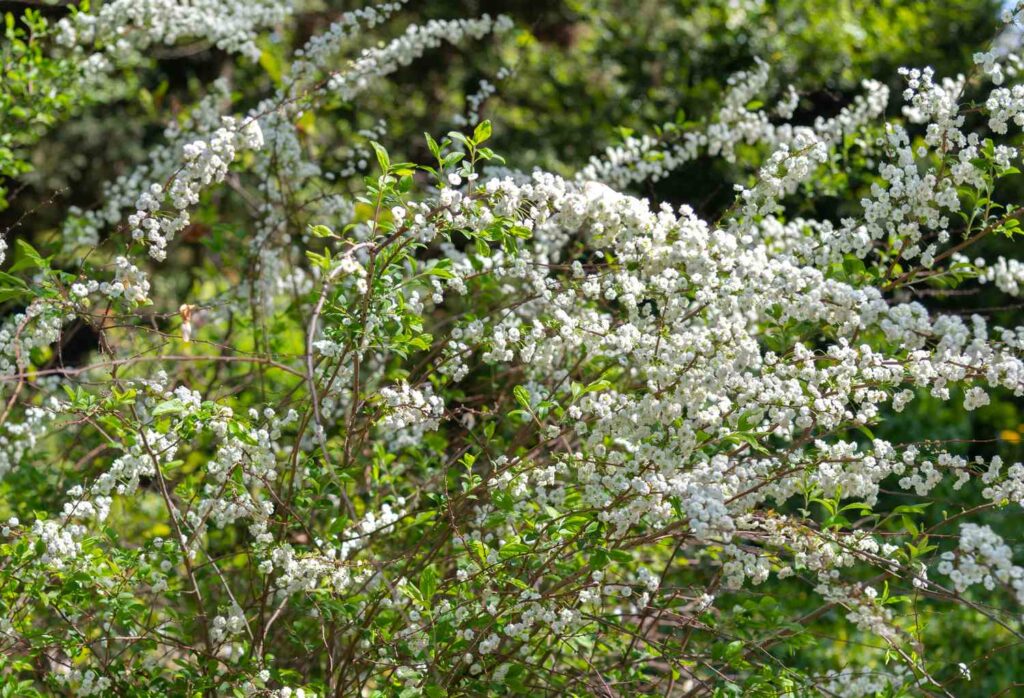 Bridal Wreath Spirea Care Guide - News Home