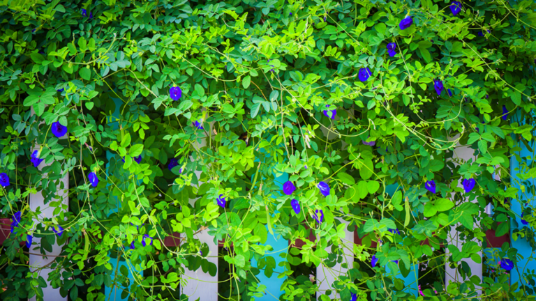 Unlocking the Benefits of Butterfly Pea Flower - News Home